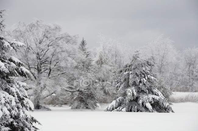 Arbres couverts de neige — Photo de stock
