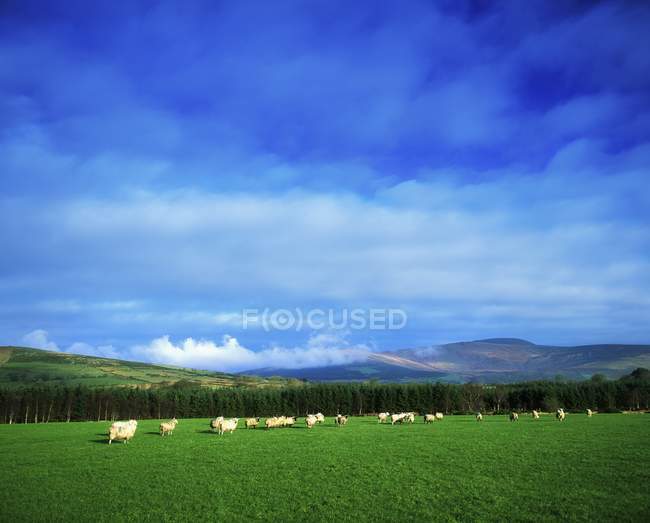 Ovelhas Em pasto na grama — Fotografia de Stock
