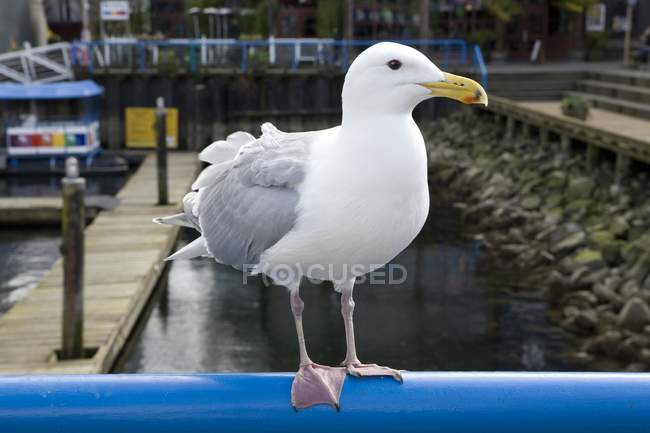 Seagull bird at pier — Stock Photo