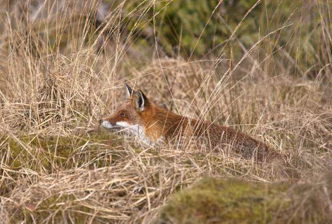 Rojo zorro ocultándose en marrón hierba - foto de stock