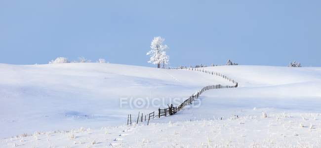 Baum und Zaun im Schnee — Stockfoto