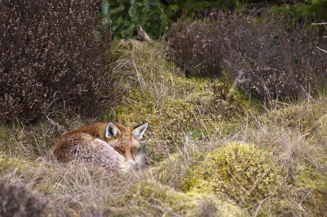 Red Fox Dormire — Foto stock