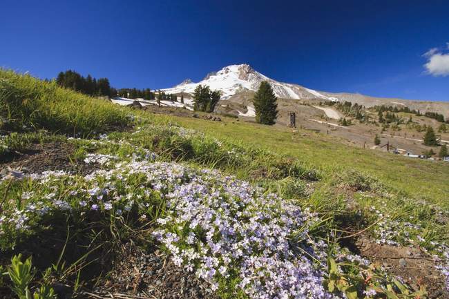 Mount Hood, Oregon Cascatas — Fotografia de Stock