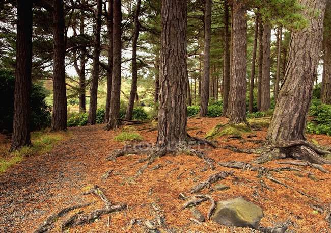 Деревья в лесу, Нортумберленд — стоковое фото