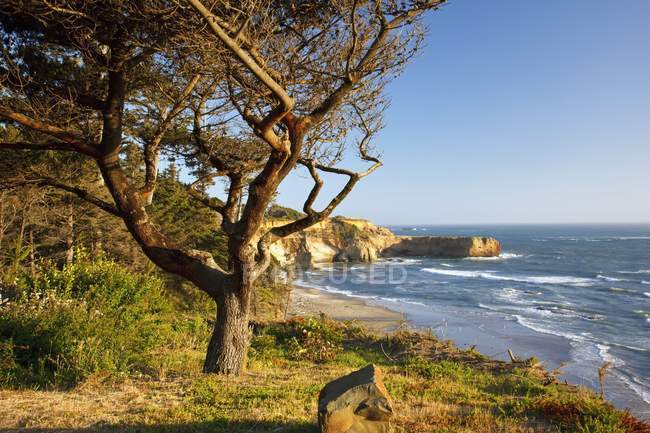 Выдра скалы на побережье — стоковое фото