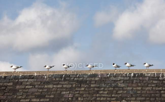 Pássaros alinhados em fileira — Fotografia de Stock