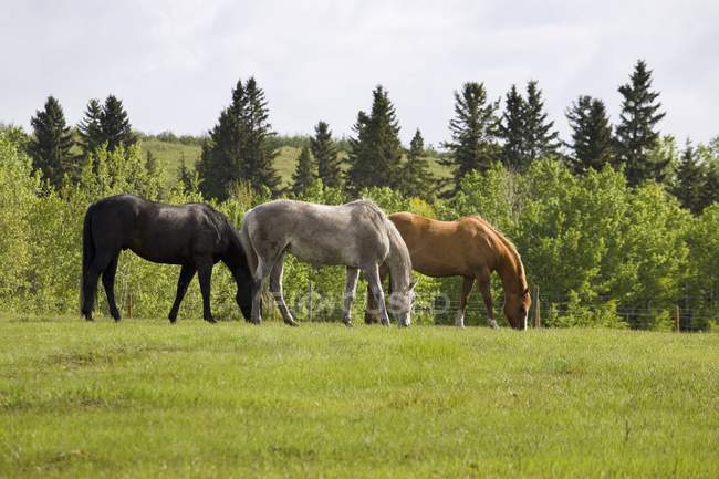 Три лошади пасутся — стоковое фото