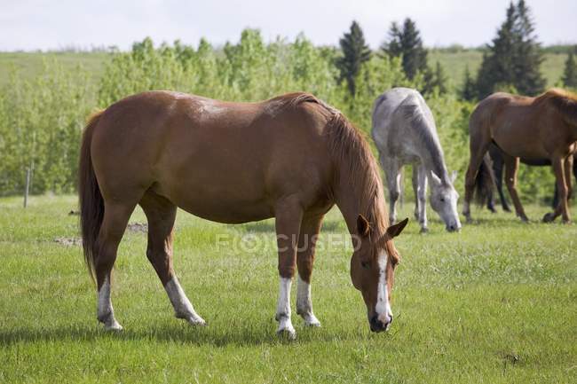Three Horses Grazing — Stock Photo