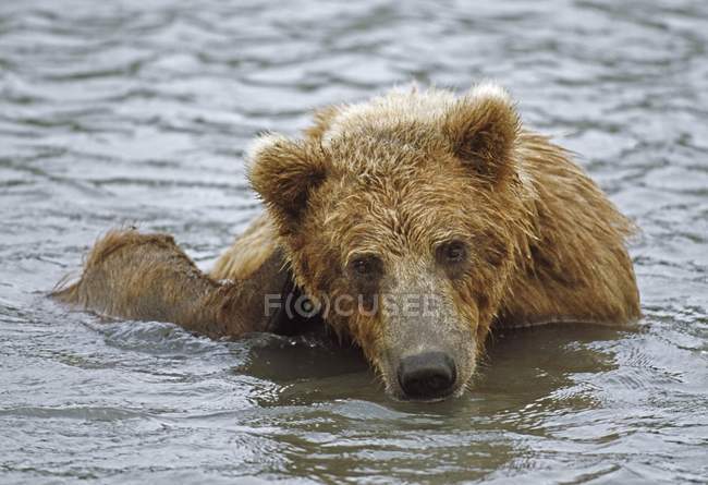 Brown Bear In Water — Stock Photo