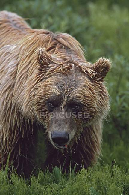 Orso Grizzly in piedi in erba — Foto stock