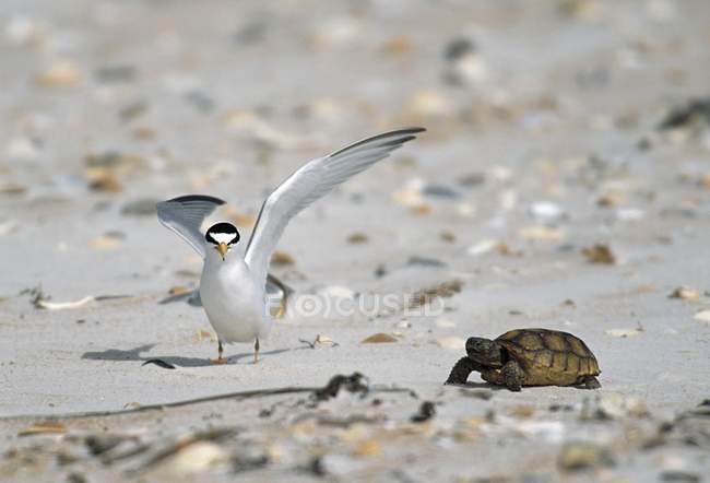 Least Tern With Box Turtle — Stock Photo