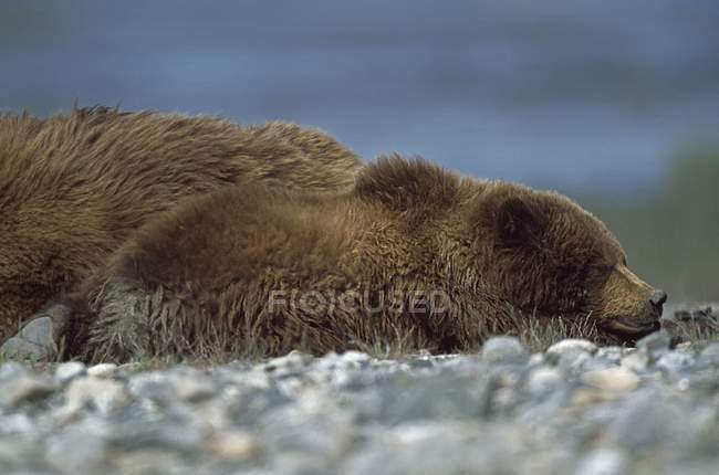 Спящий бурый медвежонок — стоковое фото