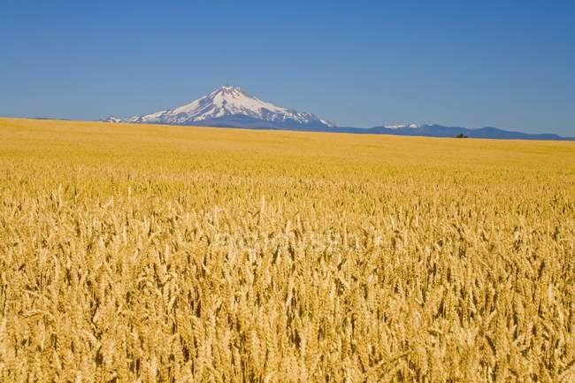 Campo di grano con Mount Hood — Foto stock