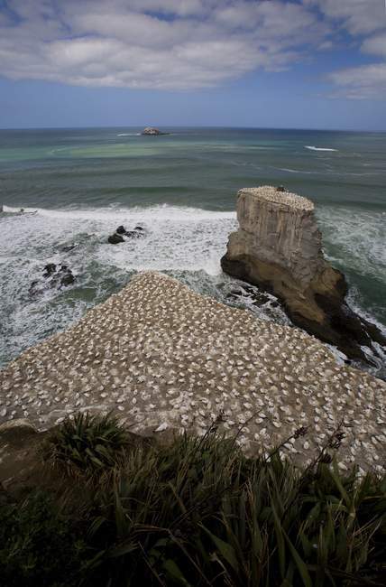 Gannet Colony on rocks — Stock Photo