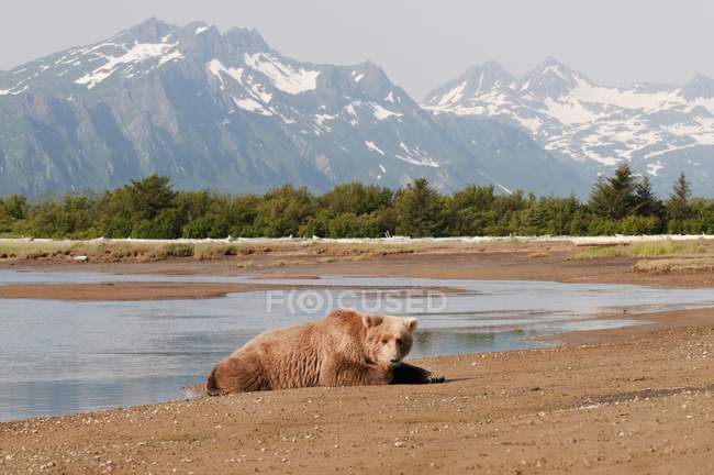 Grizzly Bear Deitado — Fotografia de Stock