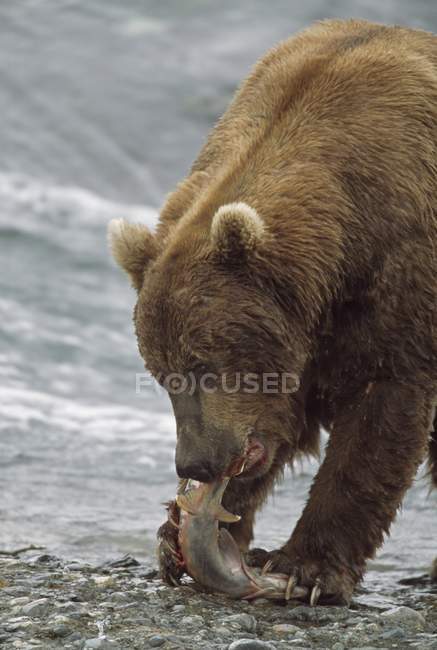 Oso marrón de Alaska - foto de stock