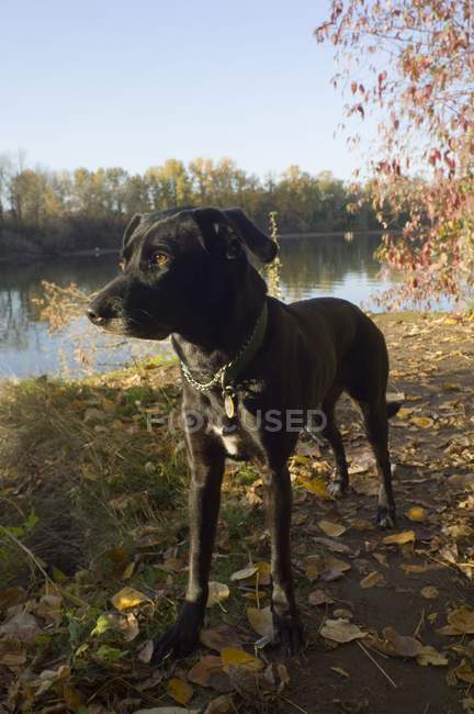 Собака на березі ріки — стокове фото