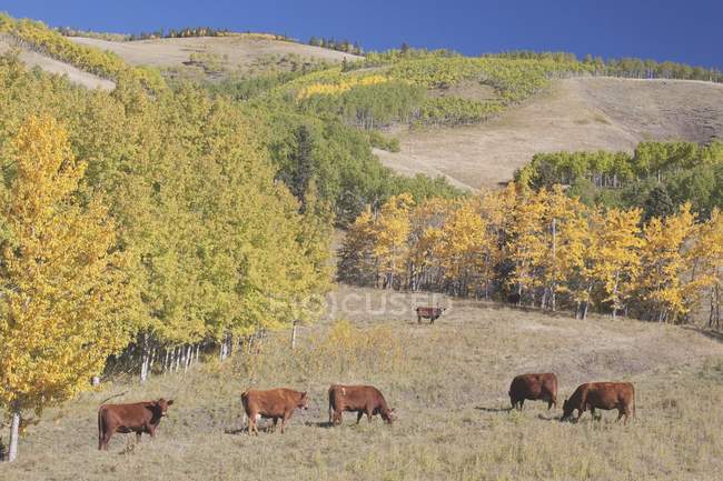 Велика рогата худоба проти дерев — стокове фото