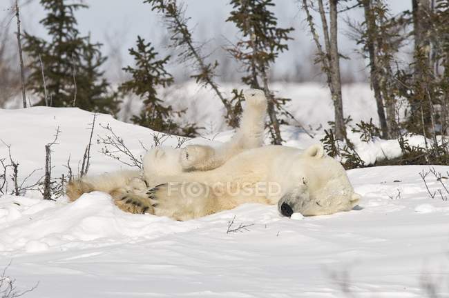 Білий ведмідь котиться з кубиком — стокове фото