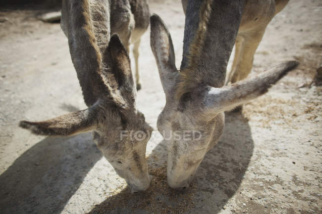 Donkeys Eating Grain — Stock Photo
