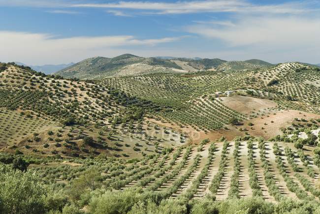 Olivenbäume, Andalusien, Spanien — Stockfoto