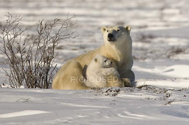 Oso polar con cachorro - foto de stock
