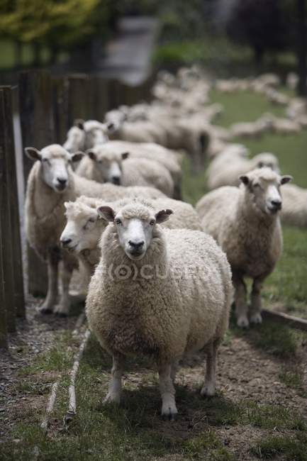 Вівці пасуться на зеленій траві — стокове фото