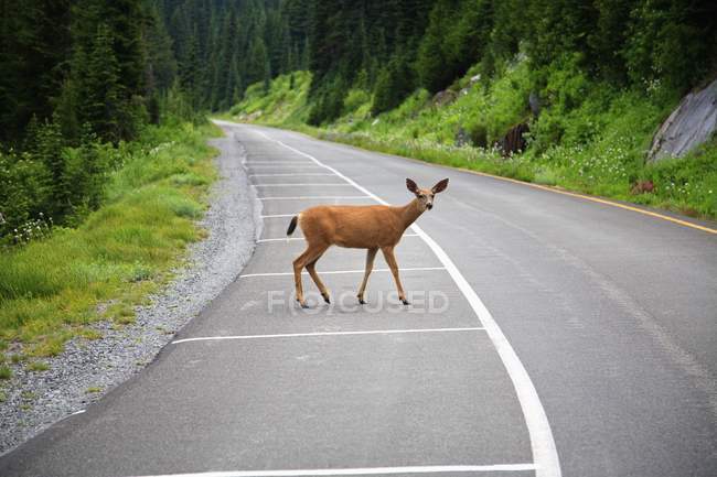 Cerf debout sur la route — Photo de stock
