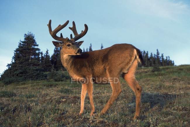Olympic Blacktail Deer — Stock Photo