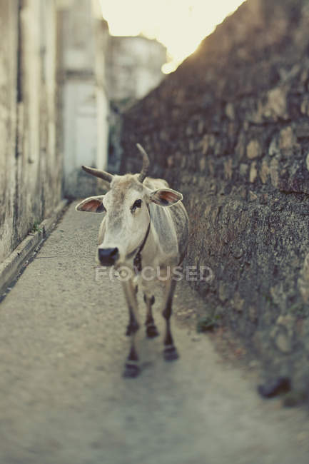 Cow standing On Street — Stock Photo