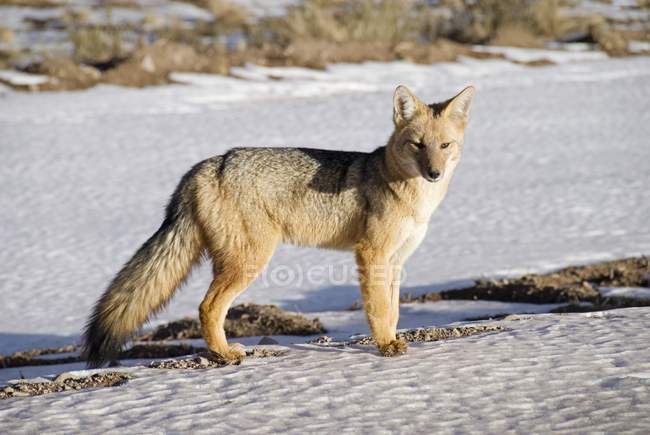Fox in piedi nella neve — Foto stock