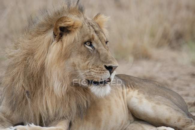 Lion laying on grass — Stock Photo