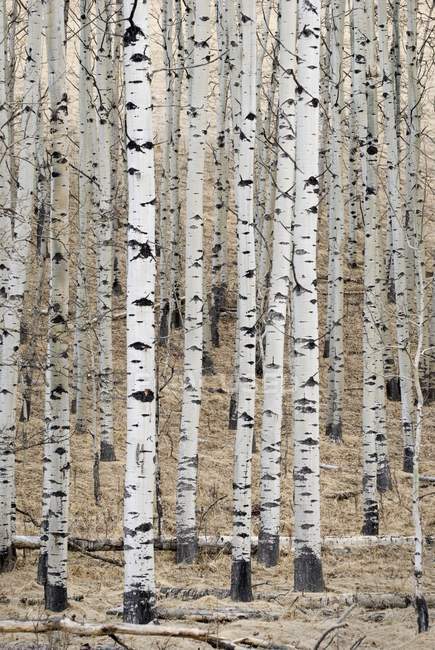 Білий Аспенс в лісі — стокове фото