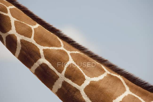 Шия жирафа на тлі блакитного неба — стокове фото