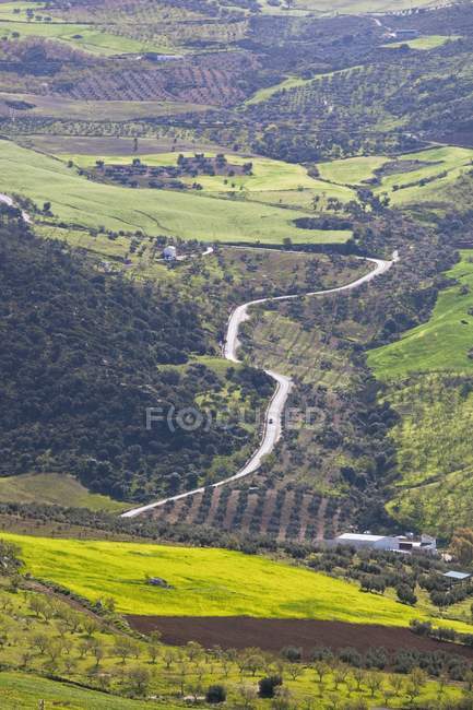 Пейзаж с оливковыми деревьями — стоковое фото