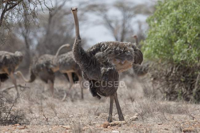 Сомалийские страусы на открытом воздухе — стоковое фото