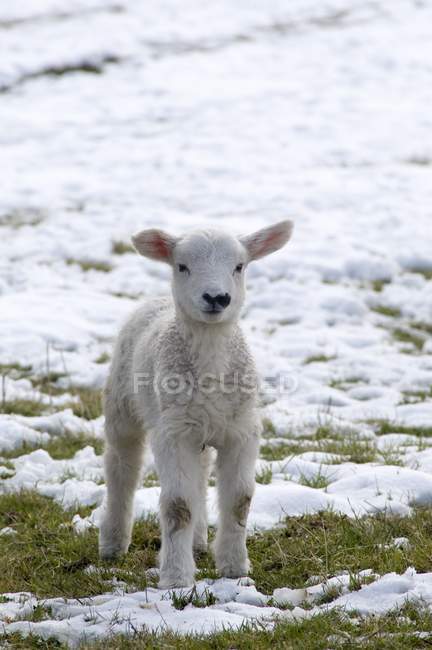 Lamb standing In Snow — Stock Photo
