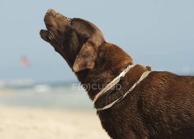 Cane che abbaia sulla spiaggia di sabbia — Foto stock