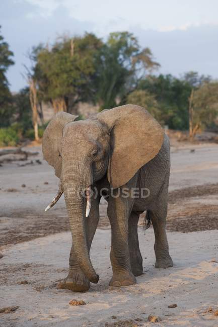 Elefante andando no chão — Fotografia de Stock