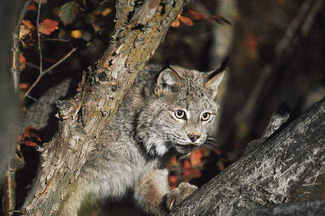 Lynx camminando su ramo — Foto stock