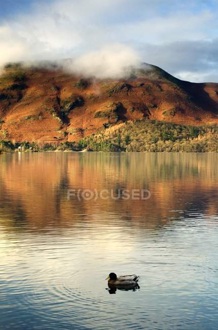 Canard nageant sur l'eau du lac — Photo de stock