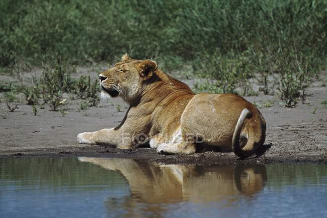 Löwin ruht am Rande des Wassers — Stockfoto