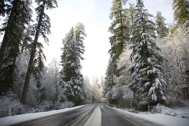 Camino de invierno con árboles - foto de stock