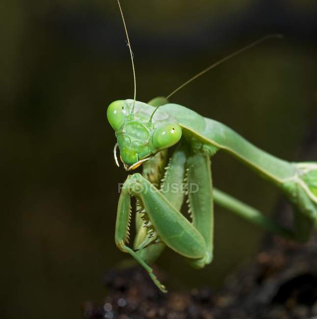Closeup Of Praying Mantis — Stock Photo