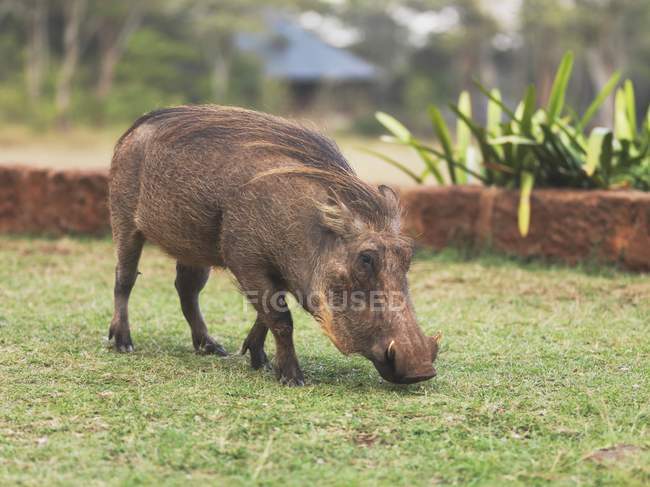 Warthog debout sur l'herbe verte — Photo de stock