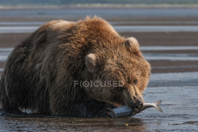 Грізлі ведмідь з рибою — стокове фото