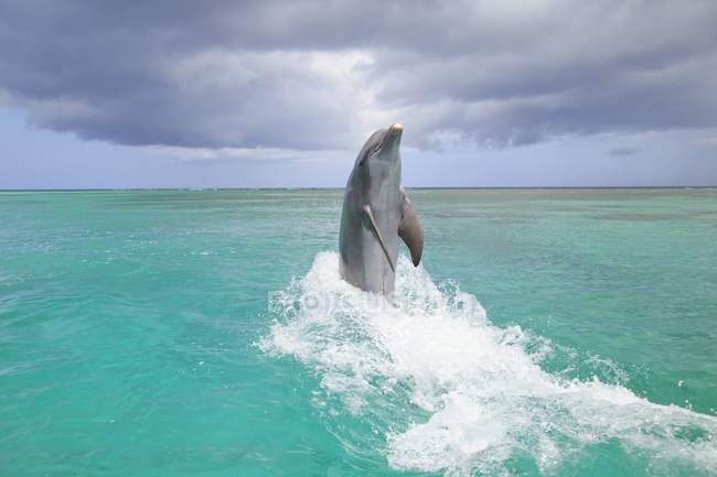 Salto de delfín nariz de botella - foto de stock