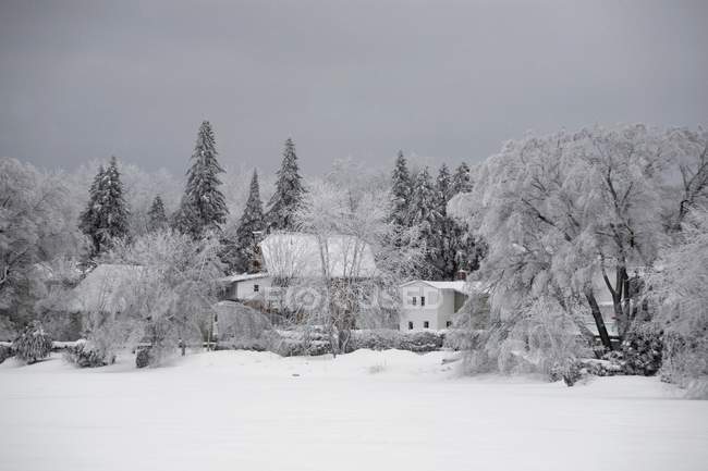 Maisons et arbres en hiver — Photo de stock