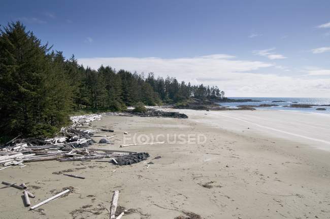 Longue plage avec bois flotté — Photo de stock