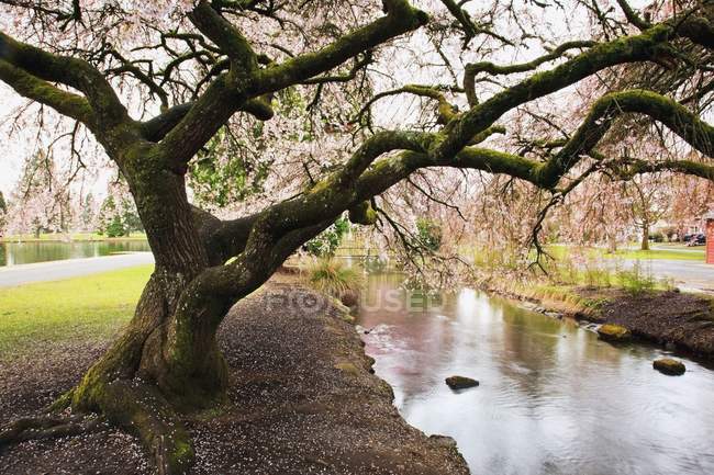Blossoms On Trees In Spring — Stock Photo